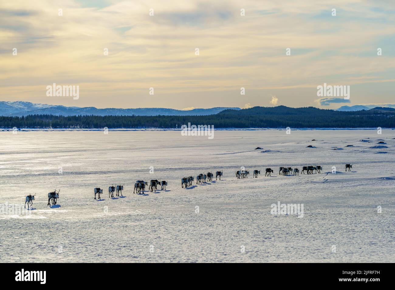 Herd of Reindeers, Rangifer tarandus, walking on frozen lake in a straight line, Jokkmokk county, Swedish Lapland, Sweden Stock Photo