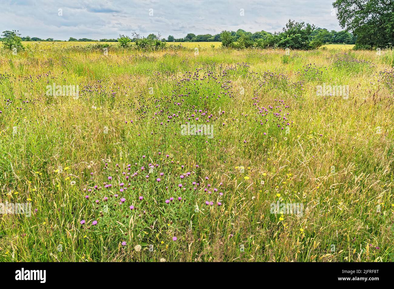 Wildflowers mainly Black Knapweed (Centaurea nigra) growing in meadow used for silage on an organic beef farm Wirral Cheshire UK July 2021 Stock Photo
