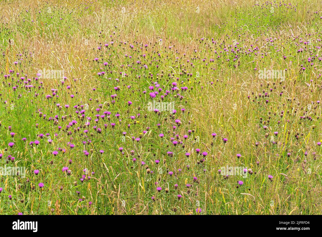Black Knapweed (Centaurea nigra) growing in meadow used for silage on an organic beef farm Wirral Cheshire UK July 2021 Stock Photo