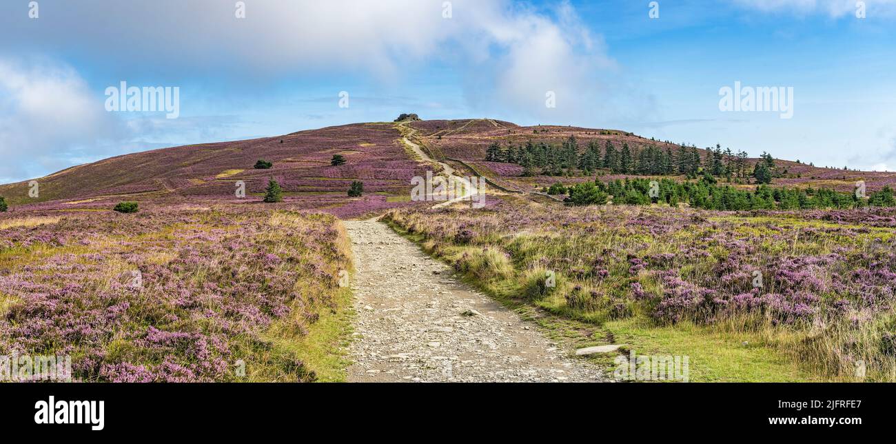 Path to the summit of Moel Famau mountain showing the Jubilee Tower approaching from the south east Clwyd North Wales UK August 2021 Stock Photo