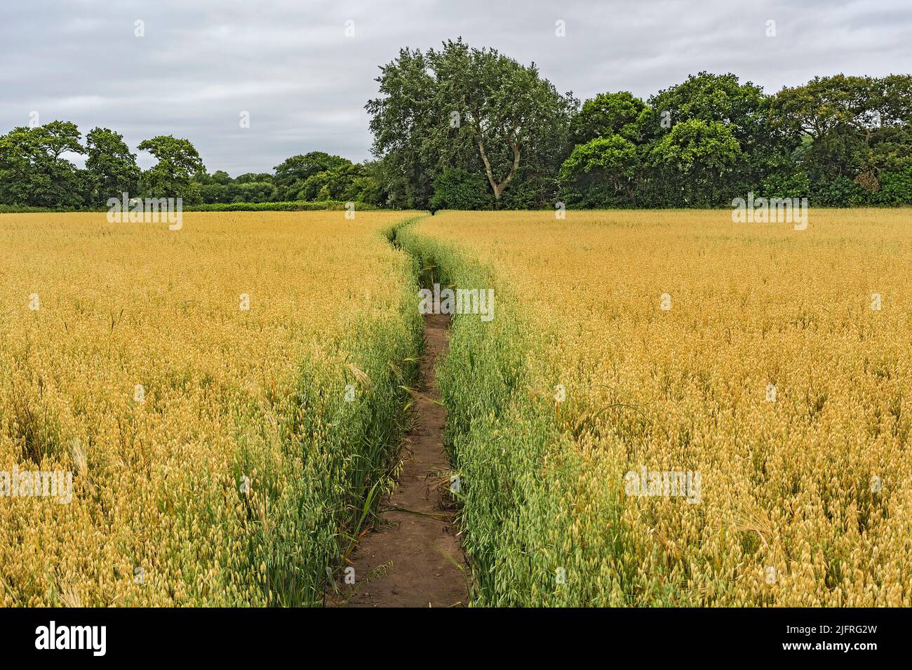 Footath across field through ripenong Oat crop (Avena sativa) growing in farm field Cheshire UK July 2021 6242 Stock Photo