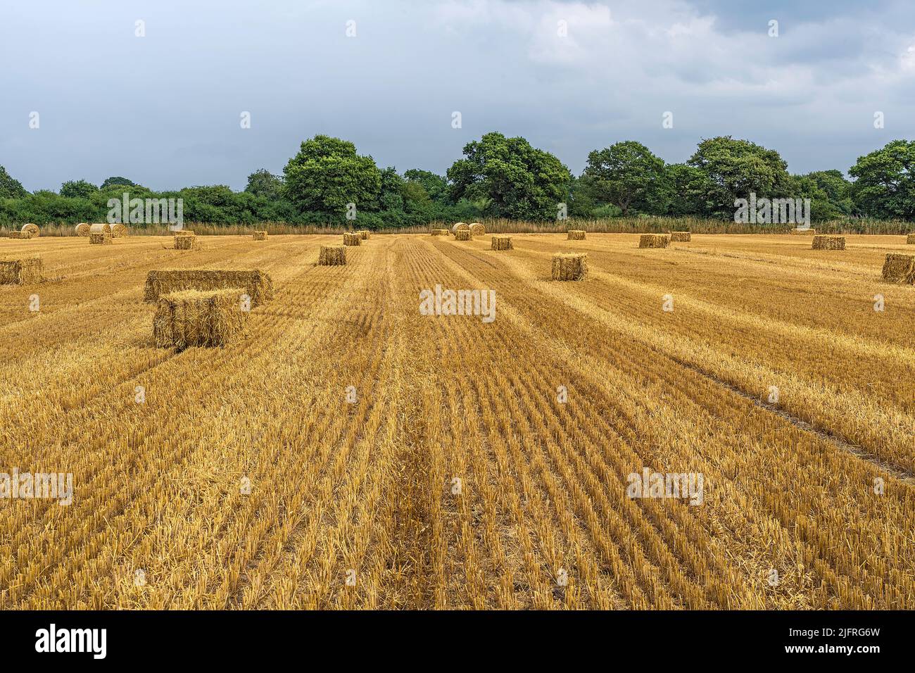 Bails and stubble in farm field left after harvesting Oat (Aven sativa) crop Wirral Cheshire UK Stock Photo