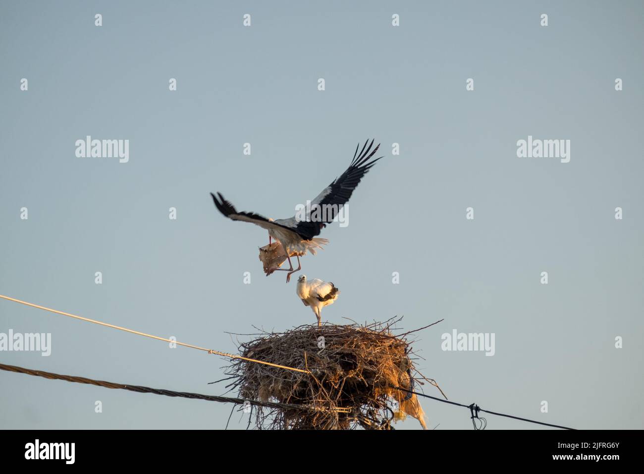 Stork flying back in the nest with the baby stork Stock Photo - Alamy