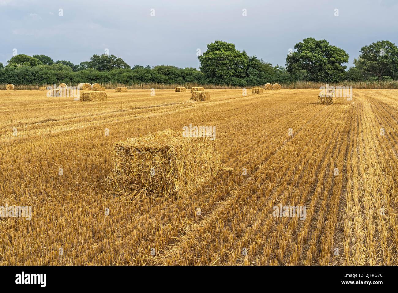 Straw bales in farm field after harvesting Oat crop (Avena sativa