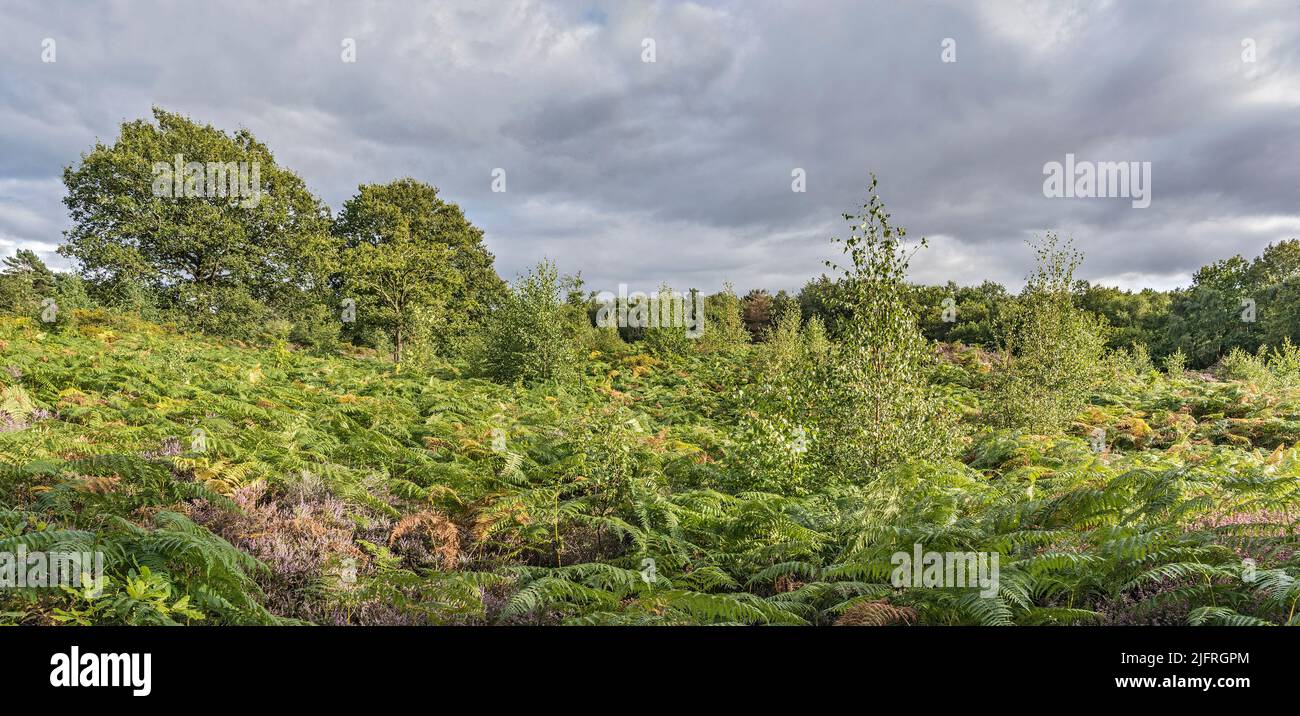 Lowland heath with Bracken (Pteridium) over growing Heather (Calluna vulgaris) with invading Birch (Betula) trees Thurstaston Common Wirral Merseyside Stock Photo