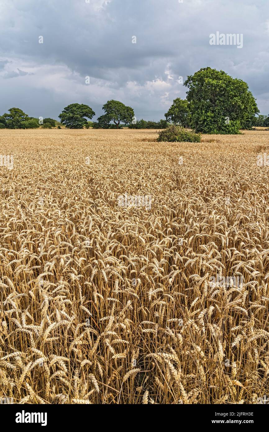 Wheat crop (Triticum aestivum) shortly before harveting in a farm field Cheshire UK August 2021 6877 Stock Photo