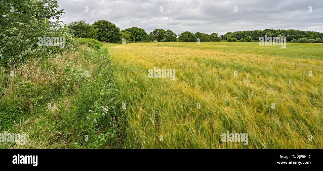 Barley (Hordeum distichon) crop on farm with public footpath on the left Wirral Cheshire UK Stock Photo