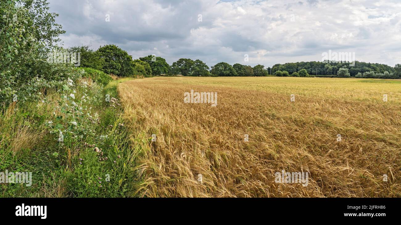 Barley (Hordeum distichon) crop on farm with public footpath on the left Wirral Cheshire UK June 2021 Stock Photo