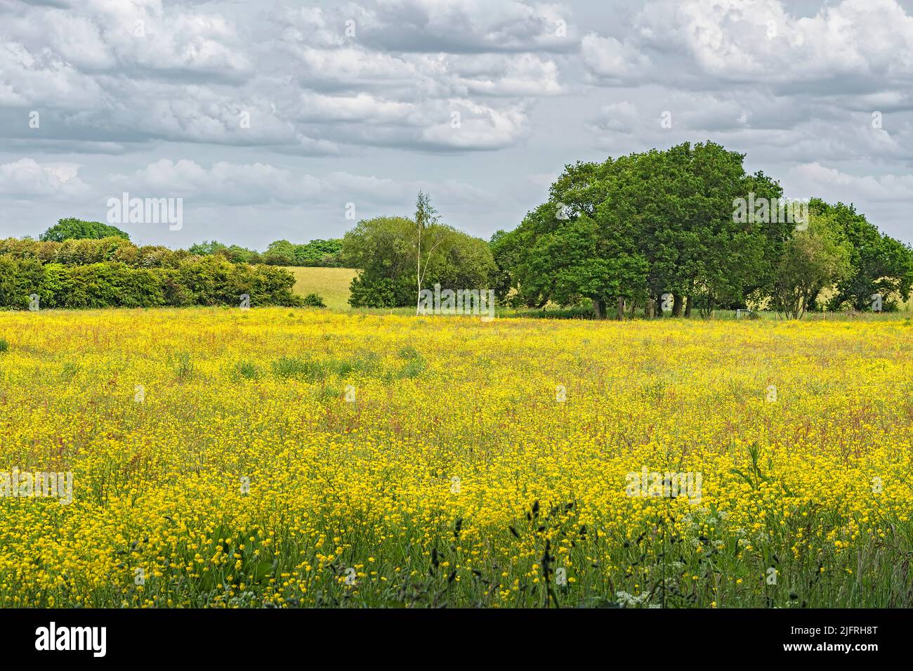 Meadow Buttercup (Ranunculus acris) growing in field on an organic beef farm Wirral Cheshire UK June 2021 Stock Photo