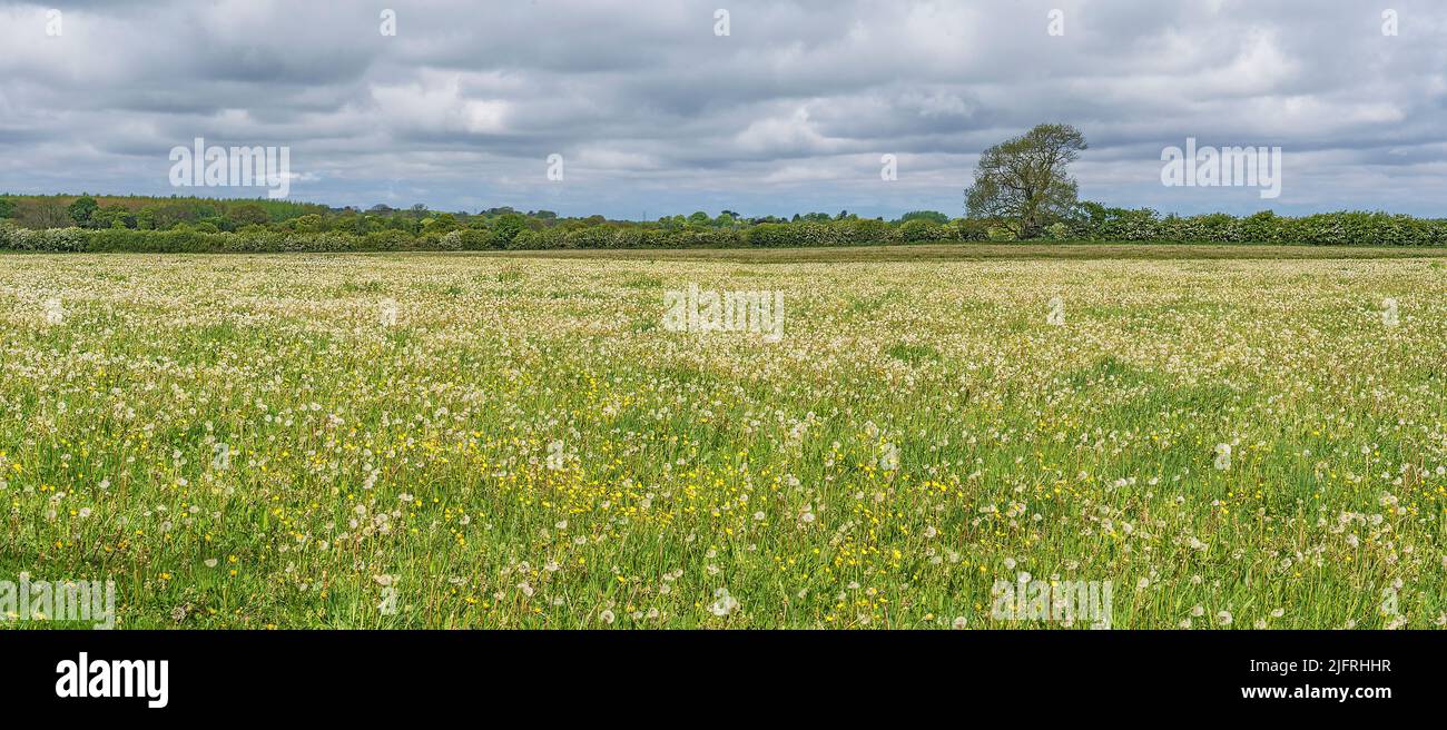 Field of Dandelions (Taraxacum species) gone to seed on organic farm Cheshire UK May 2021 Stock Photo