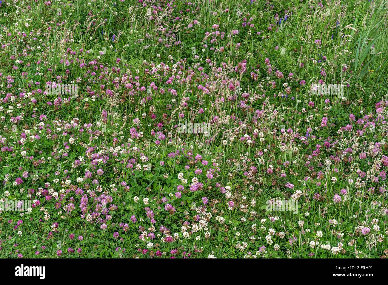 Red Clover (Trifolium pratense) and White Clover (Trifolium repens) growing by the shore of the Dee Estuary near Hoylake Wirral UK July 2021 Stock Photo