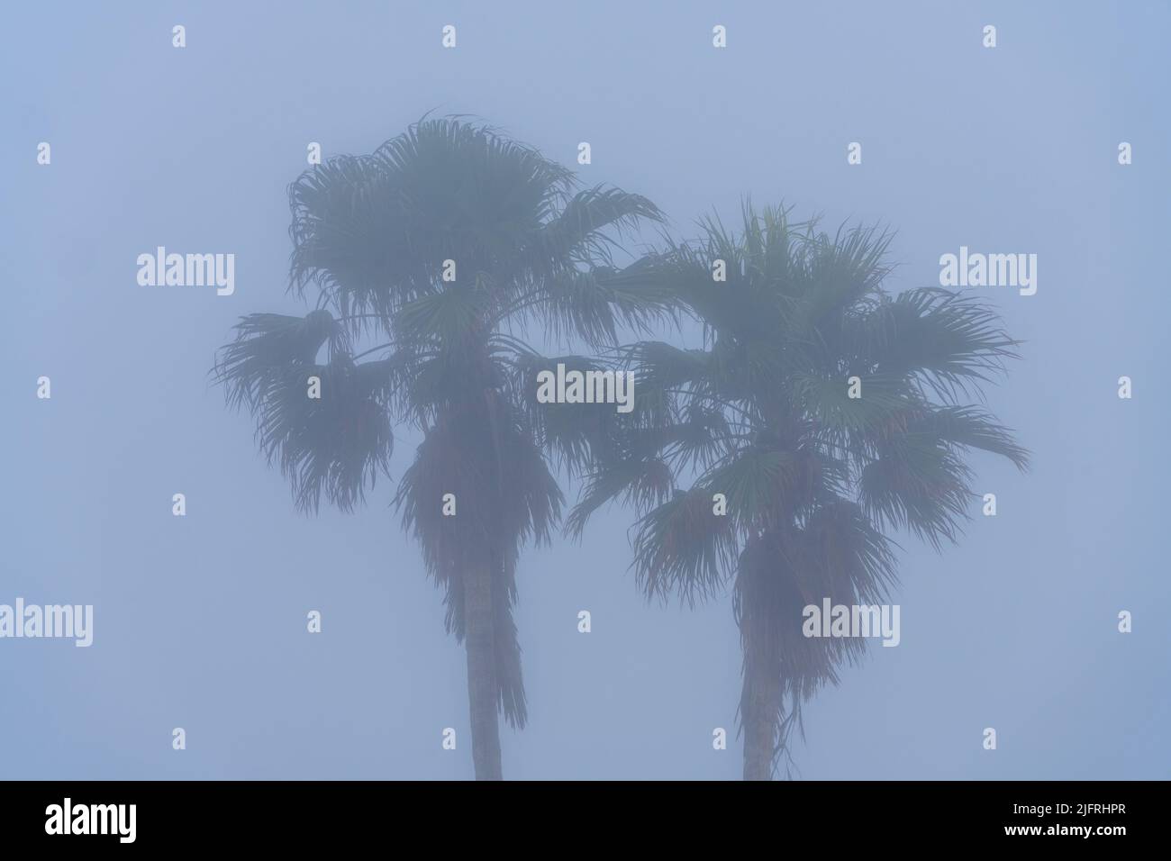 Fan palm trees on a foggy winter morning on South Padre Island, Texas