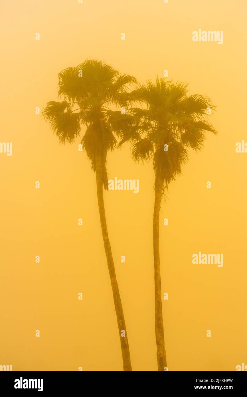 Sabal palm trees sunset hires stock photography and images Alamy