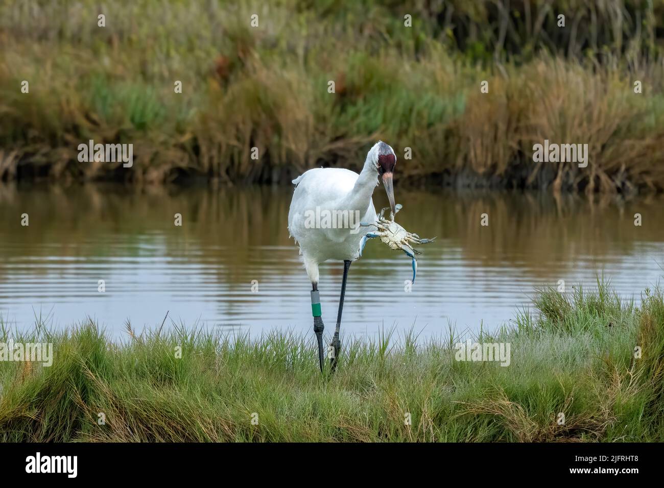 A Whooping Crane, Grus americana, catching an Atlantic Blue Crab in the Aransas National Wildlife Refuge in Texas. Stock Photo