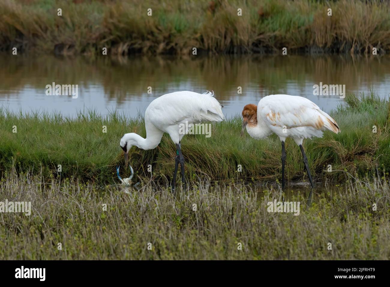 A Whooping Crane, Grus americana, catching an Atlantic Blue Crab in the Aransas National Wildlife Refuge in Texas.  The crab raises its claws in defen Stock Photo