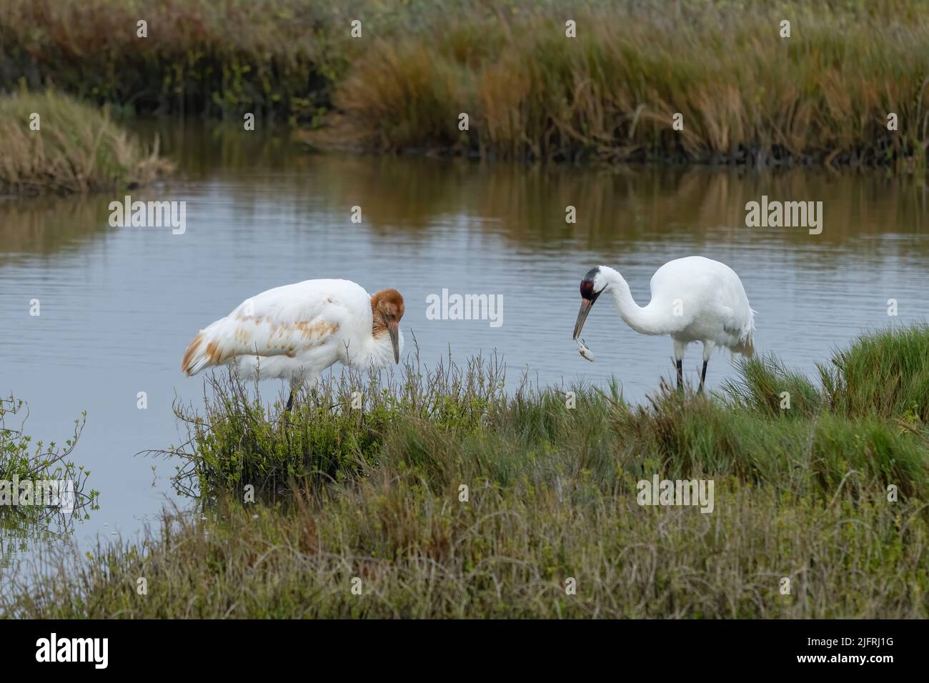 A Whooping Crane, Grus americana, catching an Atlantic Blue Crab in the Aransas National Wildlife Refuge in Texas.  The crane with the rusty head is a Stock Photo