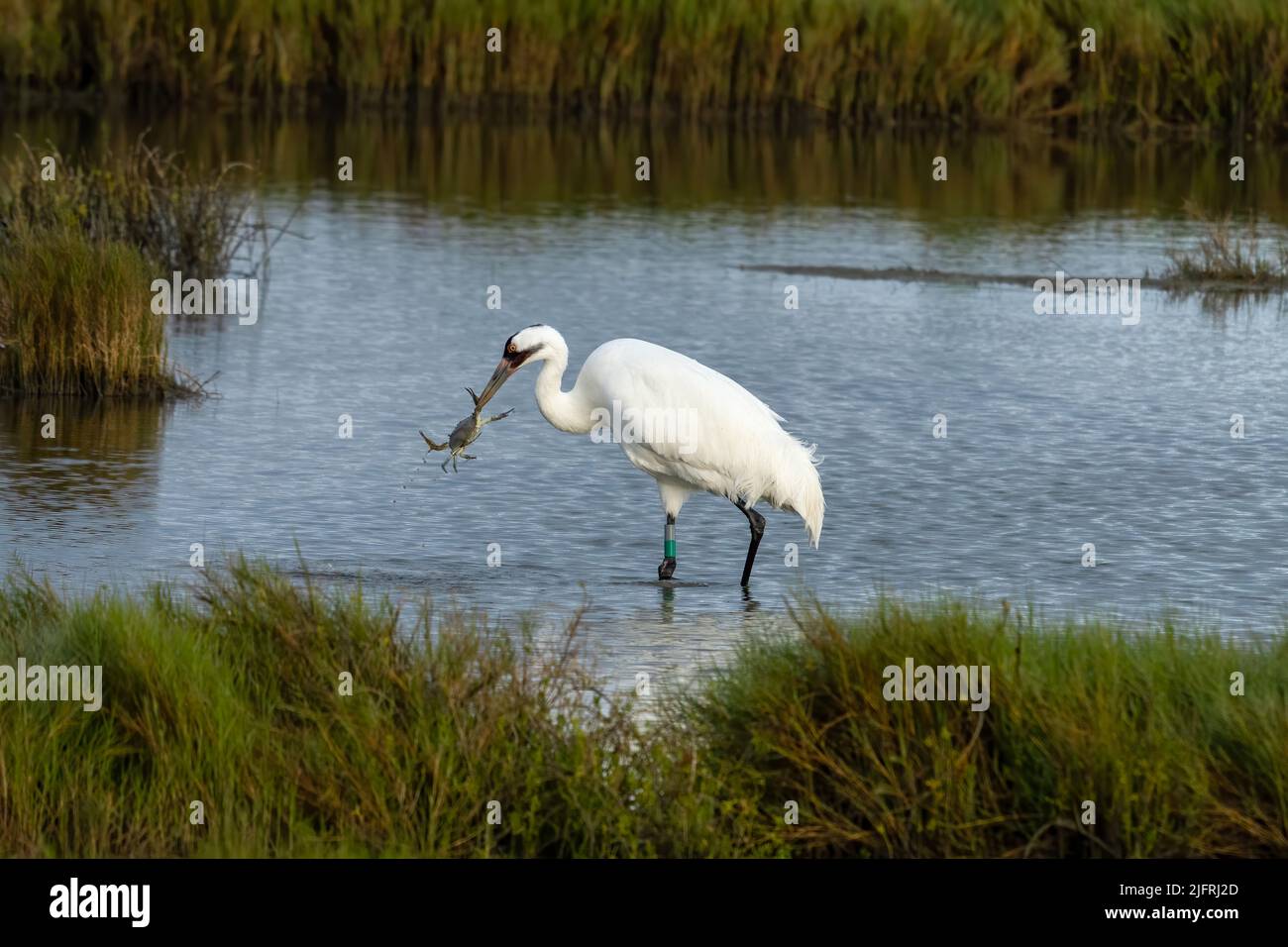 A Whooping Crane, Grus americana, catching an Atlantic Blue Crab in the Aransas National Wildlife Refuge in Texas. Stock Photo
