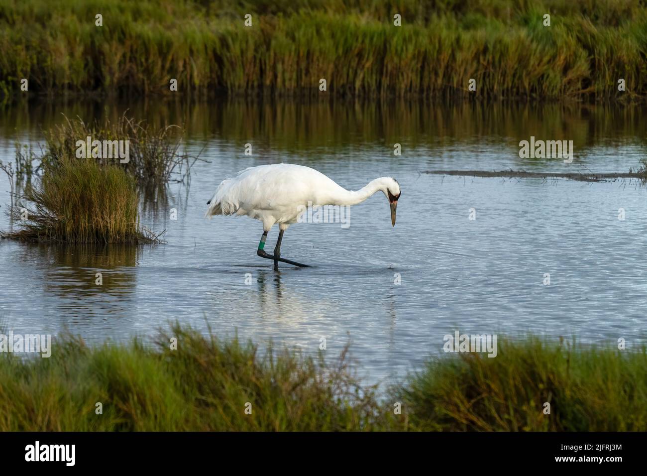 An adult Whooping Crane, Grus americana, hunting for crabs in a saltwater marsh in the Aransas National Wildlife Refuge in Texas. Stock Photo