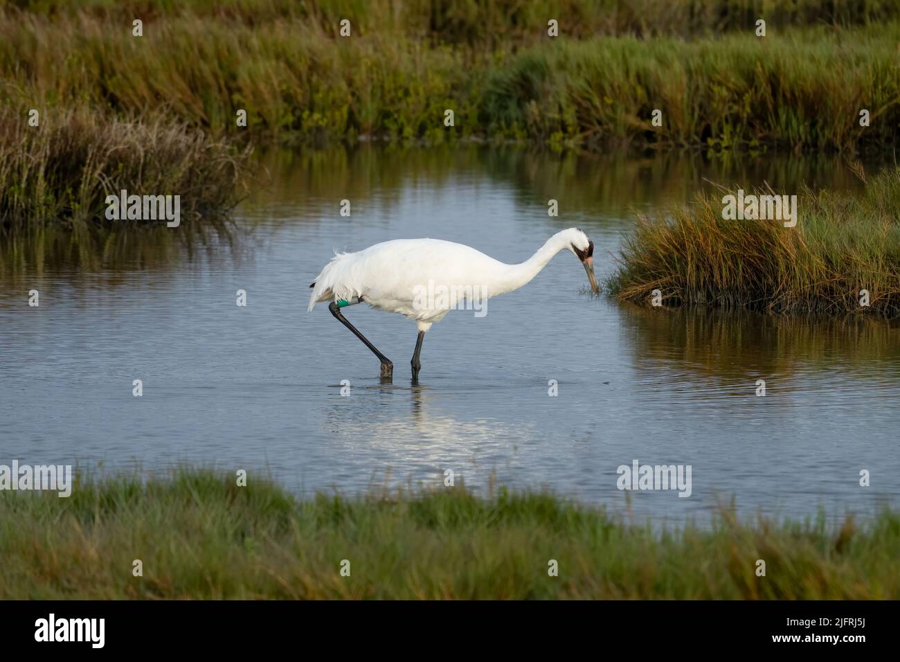 An adult Whooping Crane, Grus americana, hunting for crabs in a saltwater marsh in the Aransas National Wildlife Refuge in Texas. Stock Photo