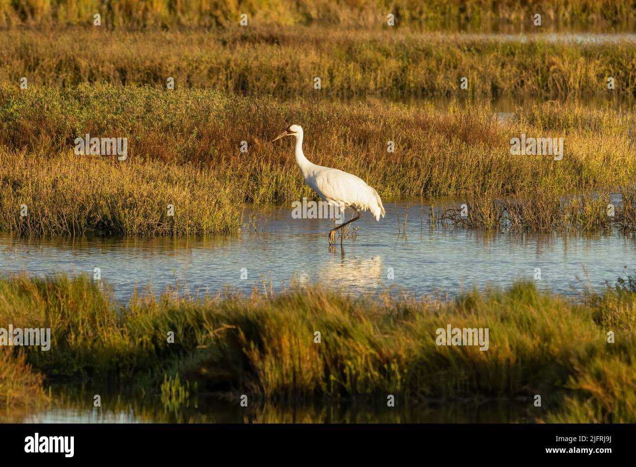 An adult Whooping Crane, Grus americana, wading in a saltwater marsh in the Aransas National Wildlife Refuge in Texas. Stock Photo