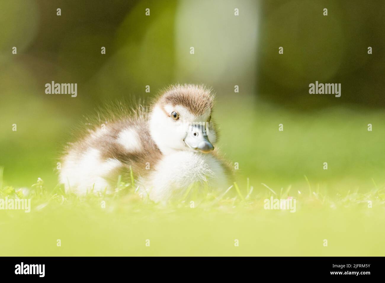 A shallow focus shot of an Egyptian goose gosling sitting on the grass with blurred background Stock Photo
