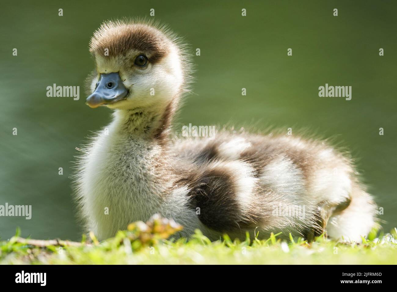 A shallow focus shot of an Egyptian goose gosling sitting on the grass by the lake Stock Photo