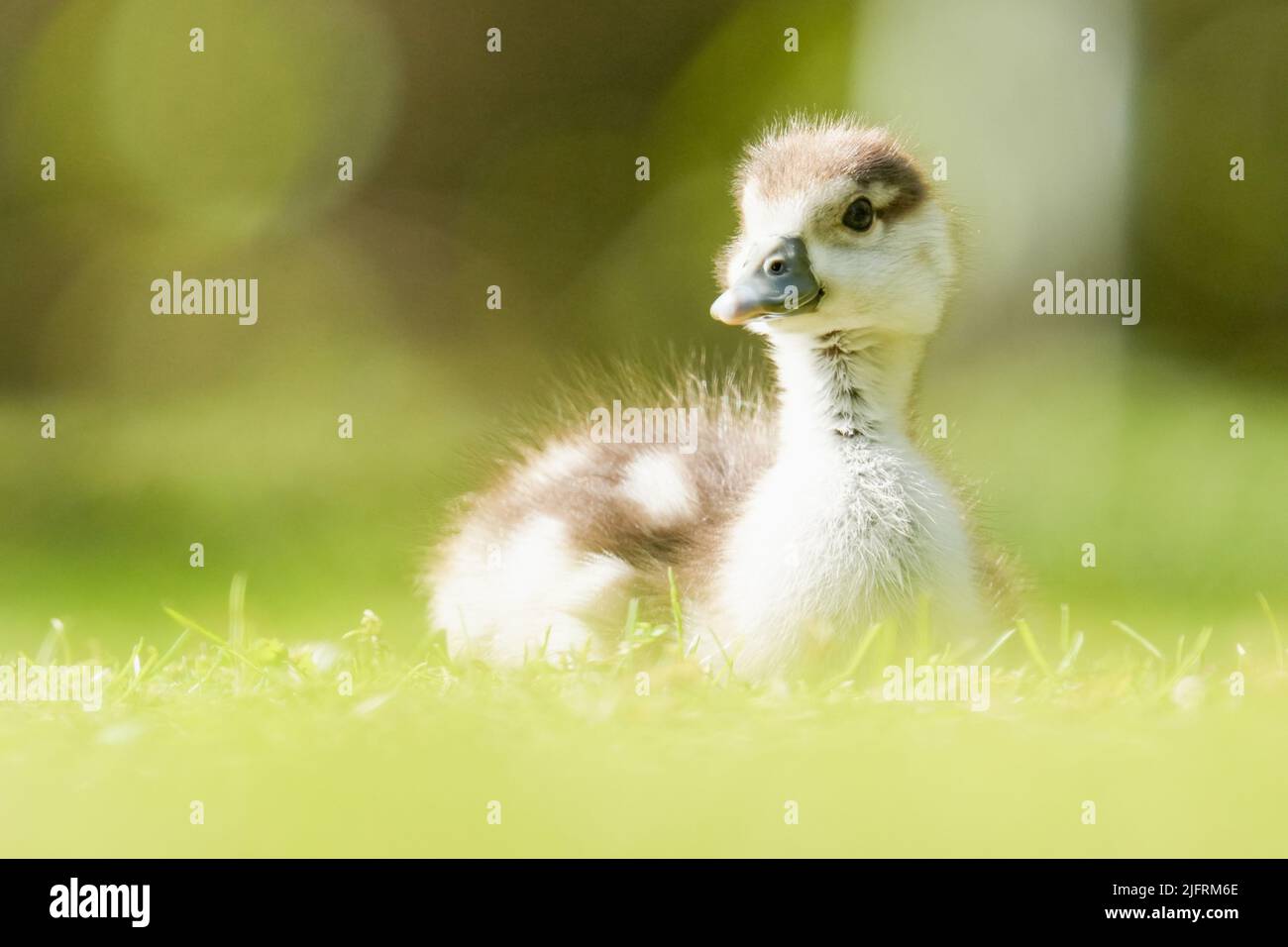 A shallow focus shot of an Egyptian goose gosling sitting on the grass Stock Photo