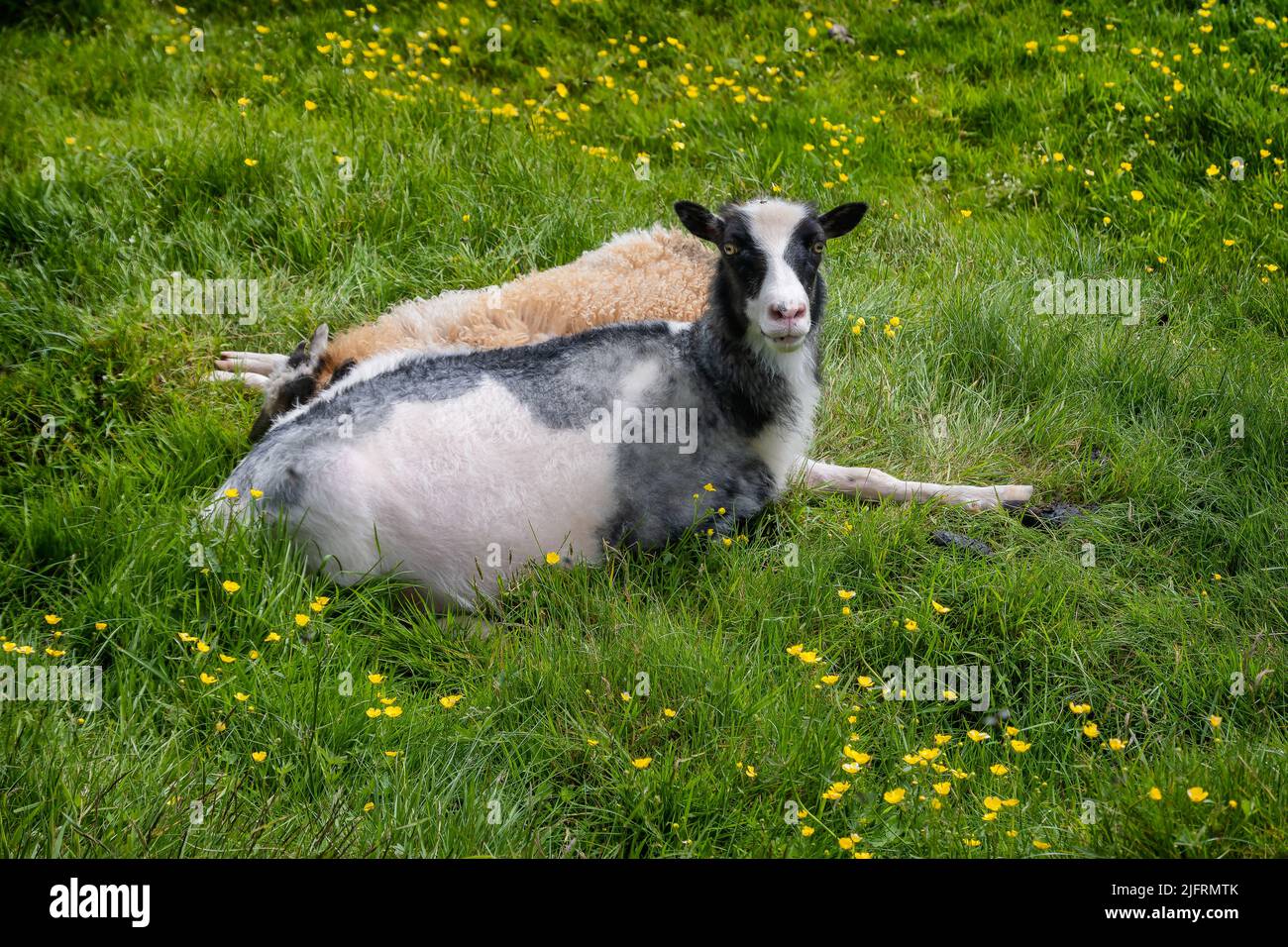 Two sheep resting on the Faroe Islands Stock Photo