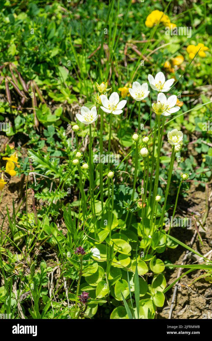 alpine flowered meadow with different flowers, blue bell flower, daisies, arnica, yellow and pink clover, red alpine roses. Flower in white and violet Stock Photo