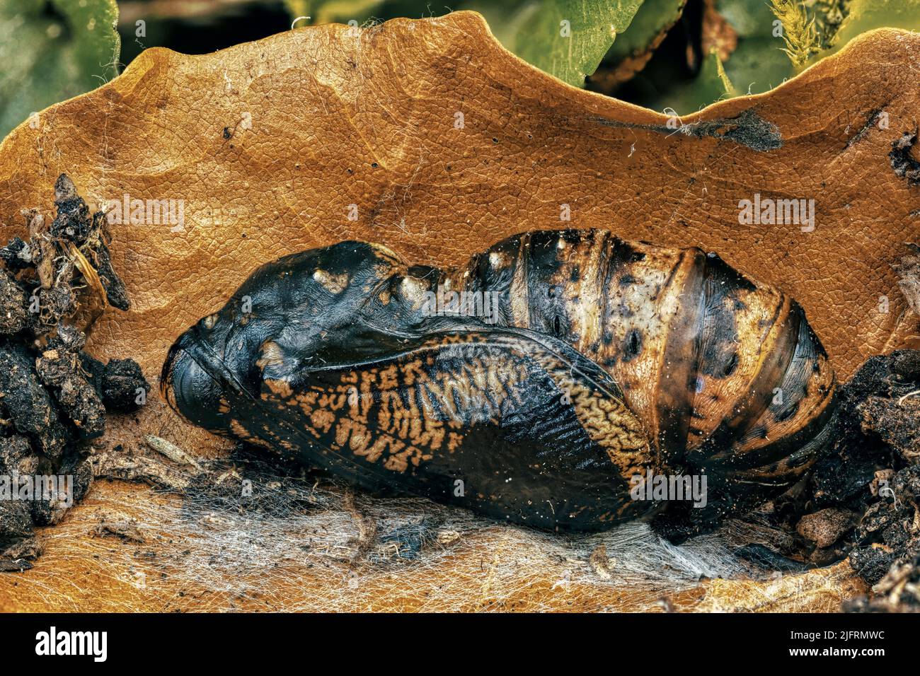 Dark Green Fritillary pupa (Mesoacidalia aglaia) amongst leaf litter. Pupa attached with silk pad to leaf and has surrounded itself with soil to add p Stock Photo