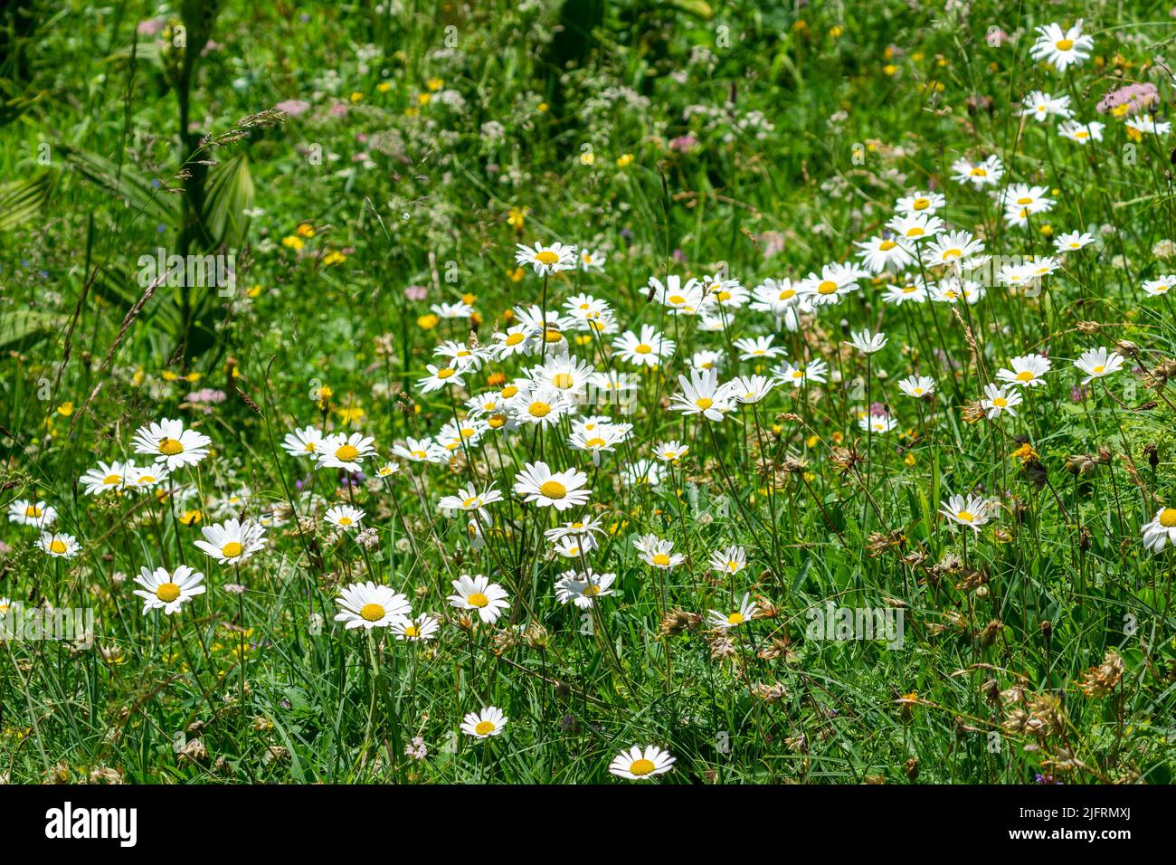 alpine flowered meadow with different flowers, blue bell flower, daisies, arnica, yellow and pink clover, red alpine roses. Flower in white and violet Stock Photo