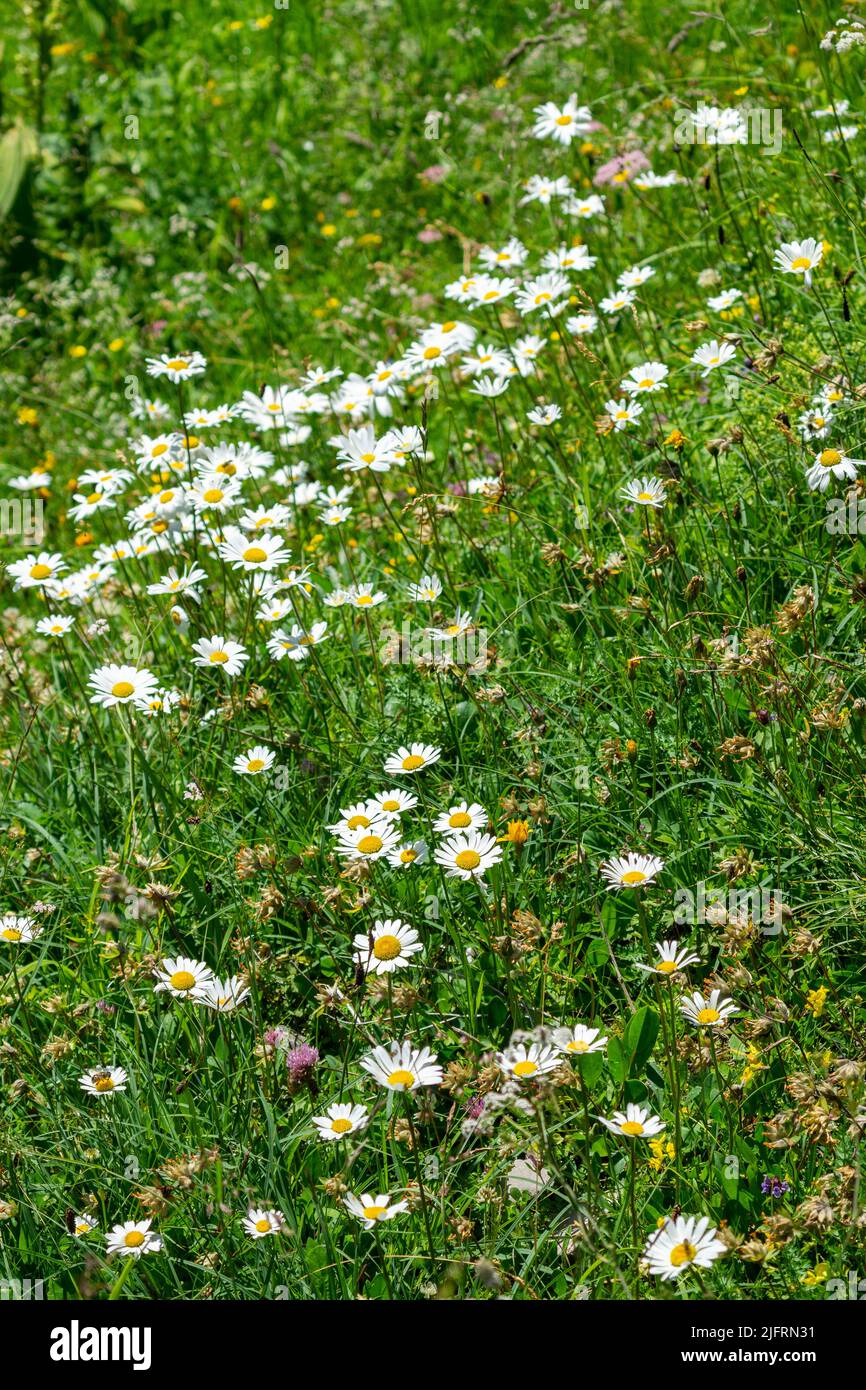 alpine flowered meadow with different flowers, blue bell flower, daisies, arnica, yellow and pink clover, red alpine roses. Flower in white and violet Stock Photo