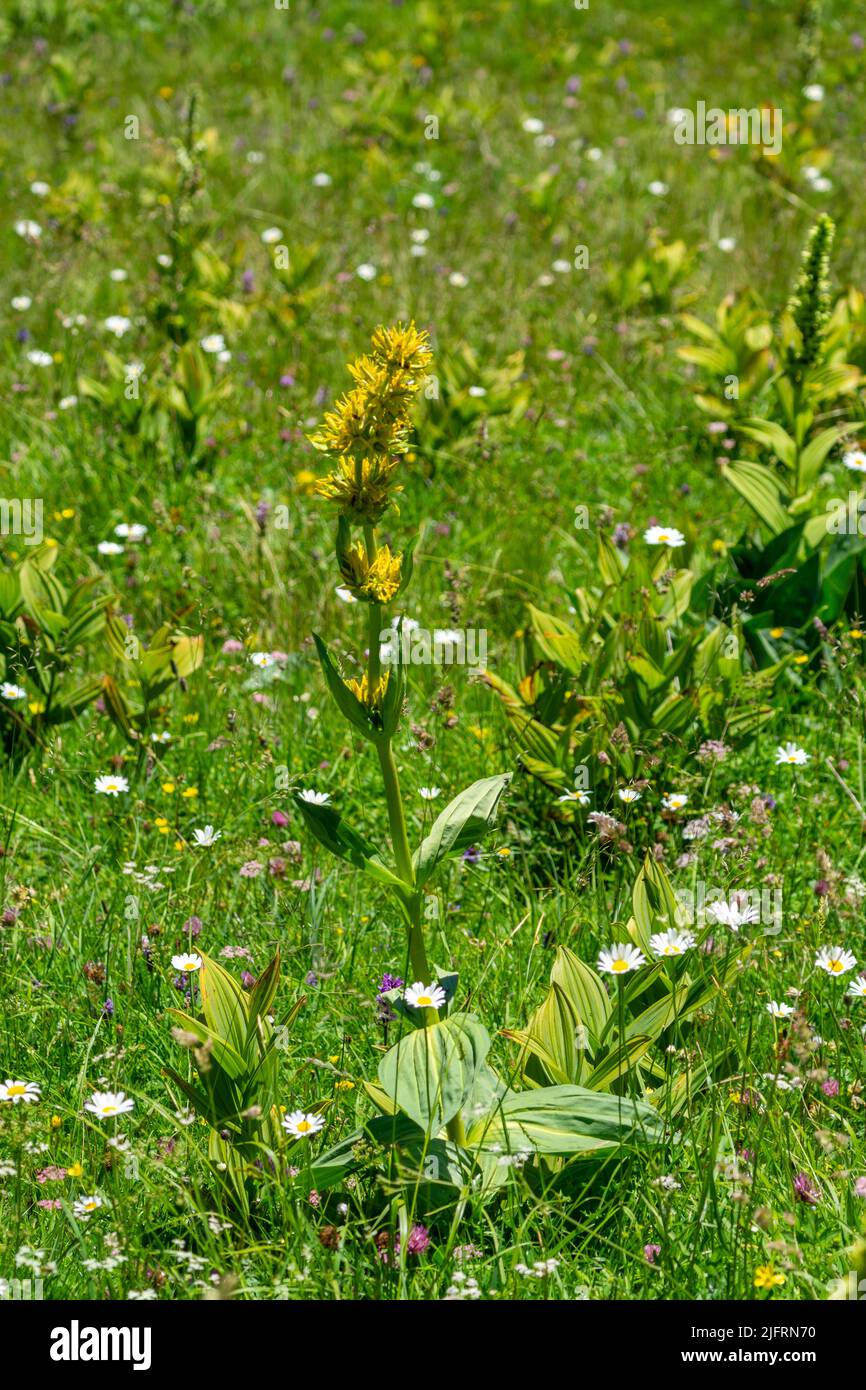 blühender gelber Enzian am Weg zum Amatschonjoch, Brand. grosse gelbe Blume auf einer alpinen Wiese neben weissen Margeriten und anderen Blumen, Gras Stock Photo