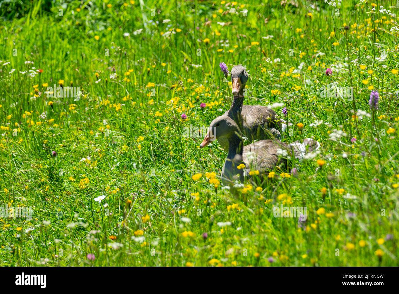 gray brown geese, ducks on alpine flowered meadow in Brand, Vorarlberg, Austria Stock Photo
