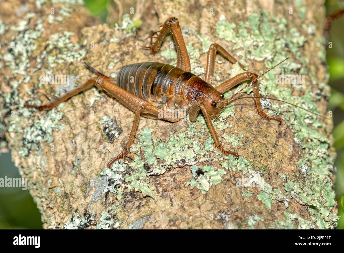 Little Barrier Island Giant Weta Or Wetapunga Female Deinacrida Hetera 