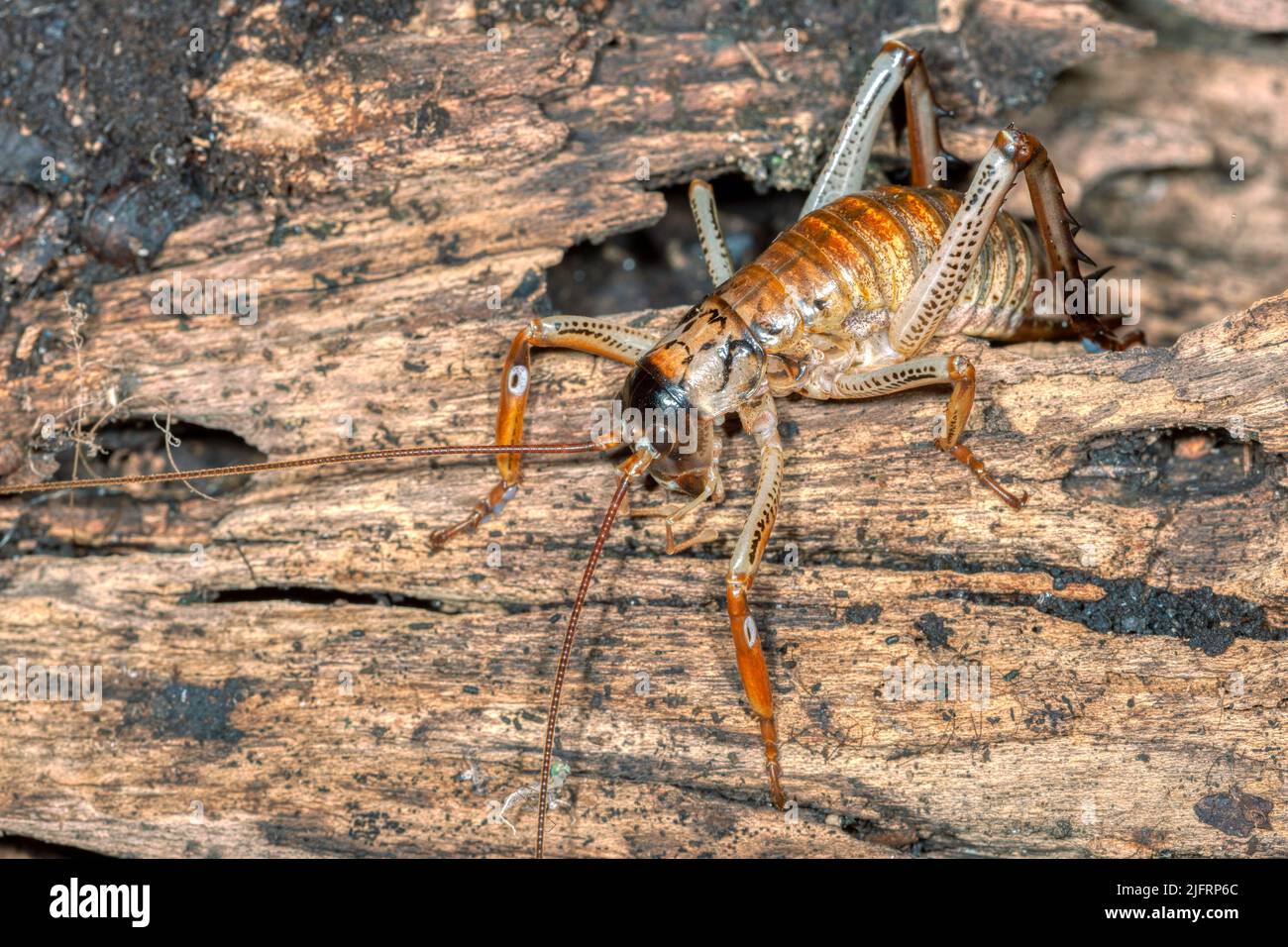 Auckland Tree Weta  (Hemideina thoracica) Endemic to New Zealand and found over most of the North Island., Credit:Robin Bush / Avalon Stock Photo