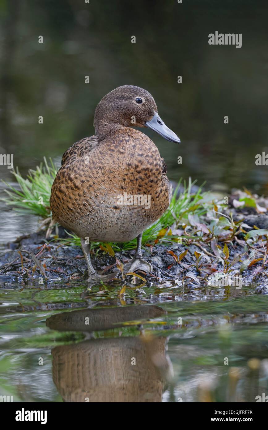 Brown Teal (Anas chlorotis) endemic species, New Zealand, Credit:Robin