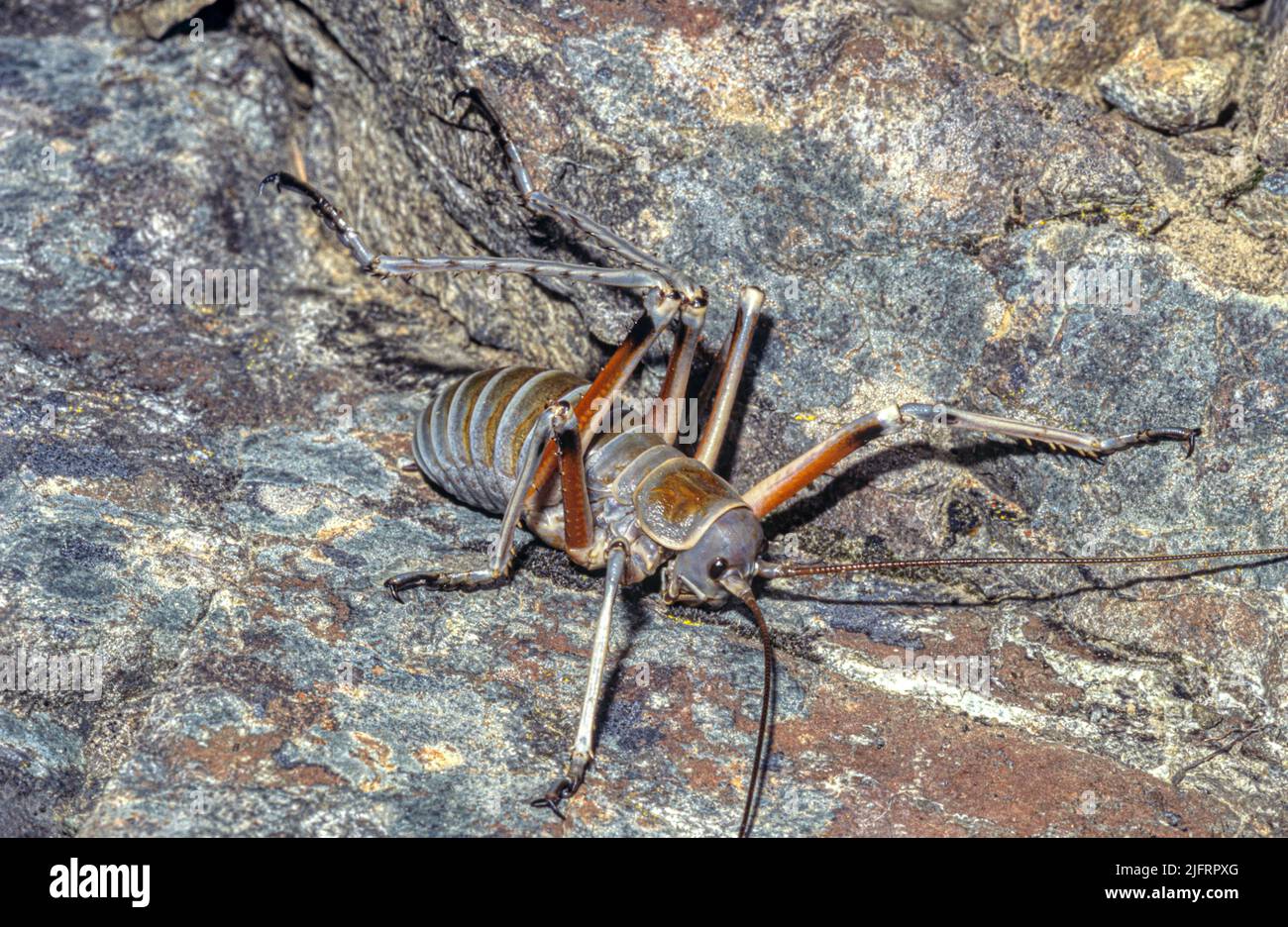 bluff-weta-deinacrida-elegans-new-zealand-endemic-this-previously-unknown-species-was-first-discovered-in-february-1988-on-the-kahutara-saddle-ka-2JFRPXG.jpg