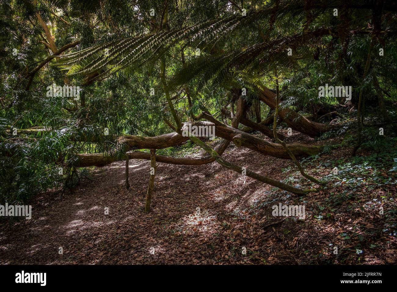 Penjerrick Gardens; Budock Water; Cornwall; South West; West Country; England; UK; United Kingdom; Stock Photo