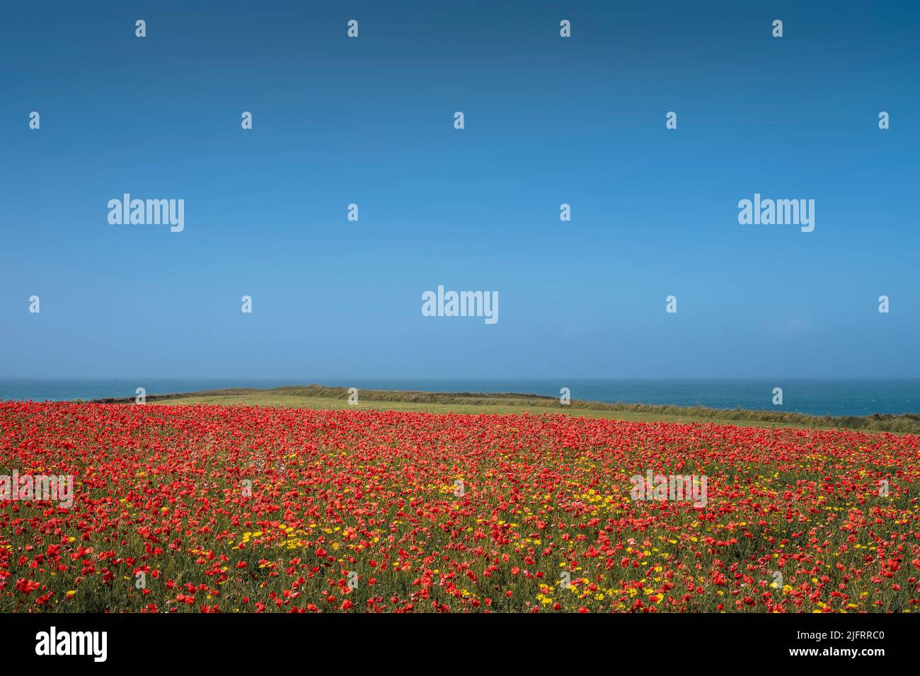 A spectacular beautiful poppy field on the coast of West Pentire in Newquay in Cornwall in the UK. Stock Photo