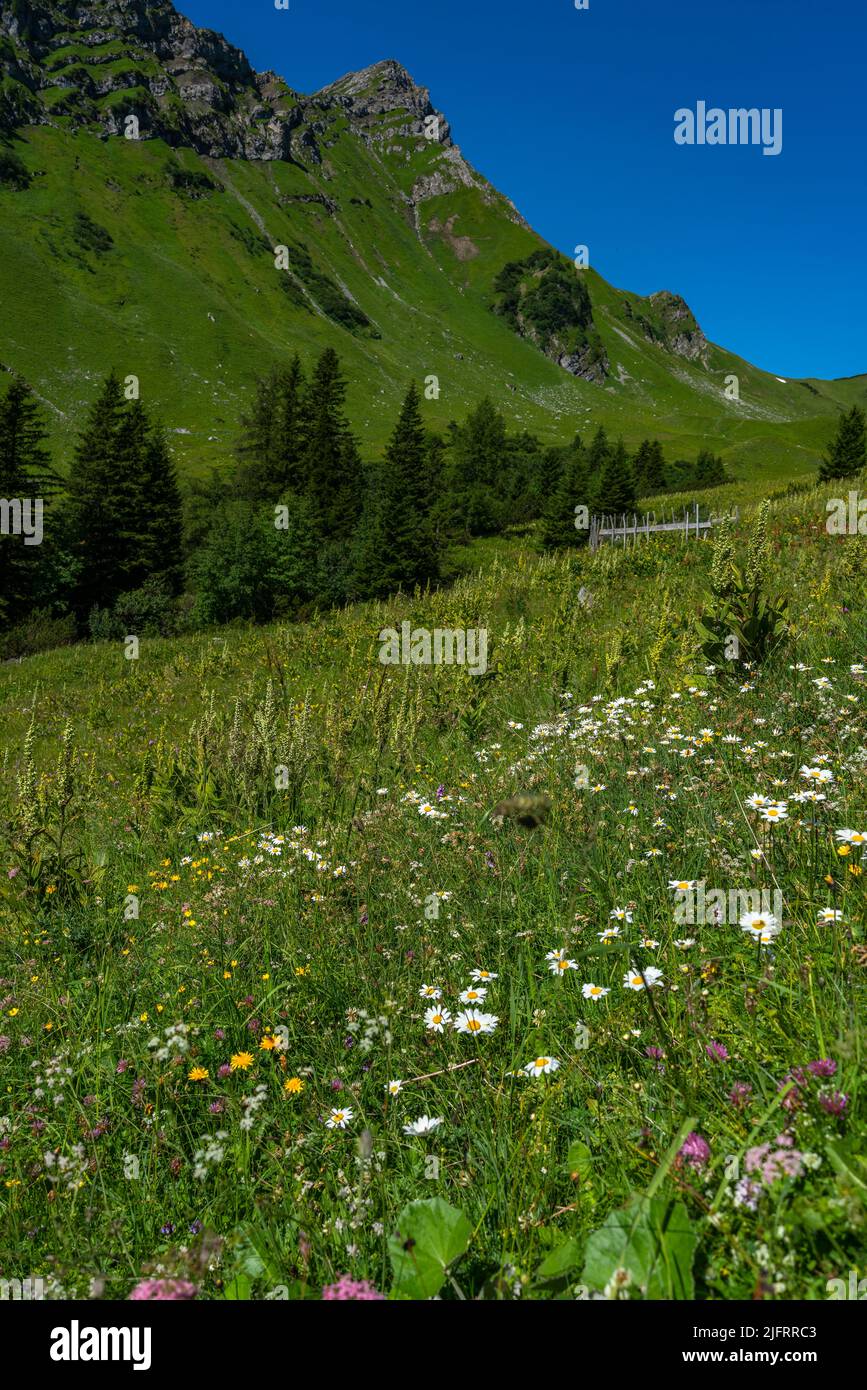 many different colored flowers on the alpine meadows in the valley of Brand. marguerites, daisies, arnica, devil's claw, orchid, yellow gentian Stock Photo