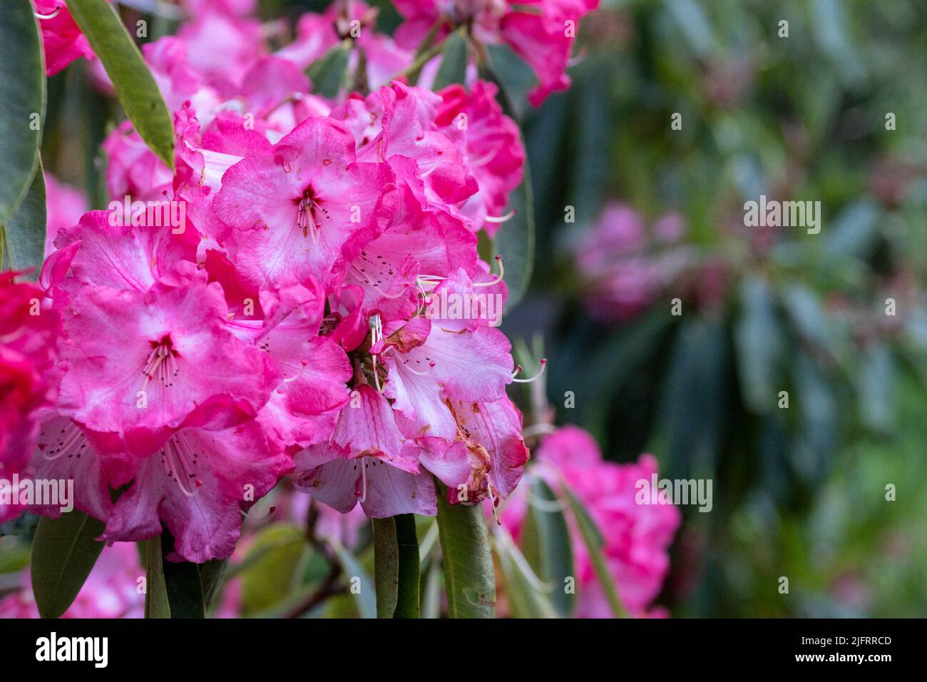 Rhododendron Glory of Penjerrick growing in a garden in Cornwall Stock Photo