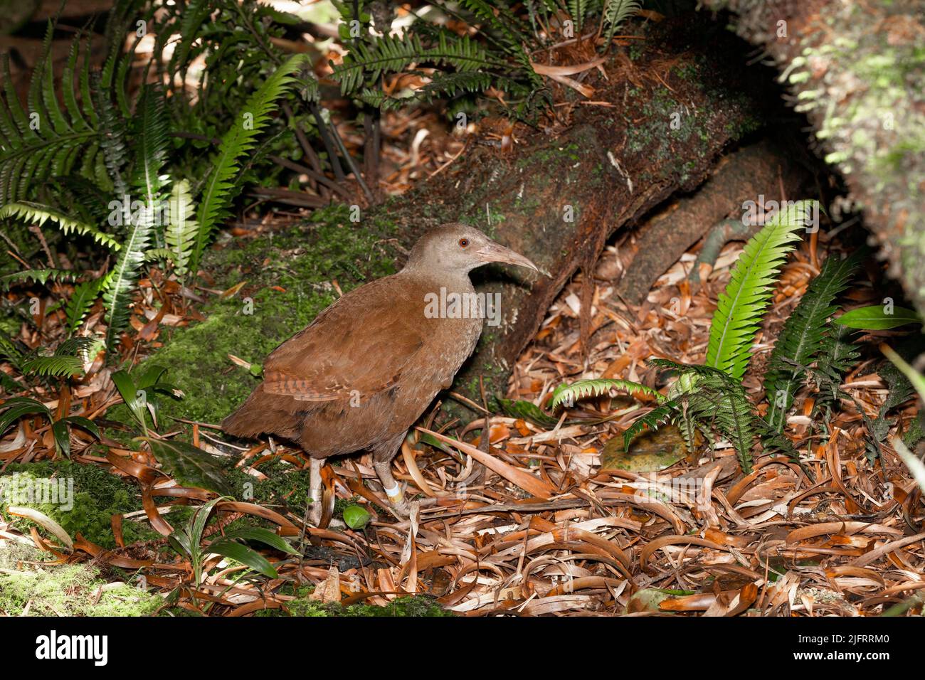 Lord Howe Island Woodhen (Tricholimnas sylvestris) Flightless Endemic to Lord Howe Island, Australia. Endangered species., Credit:Robin Bush / Avalon Stock Photo