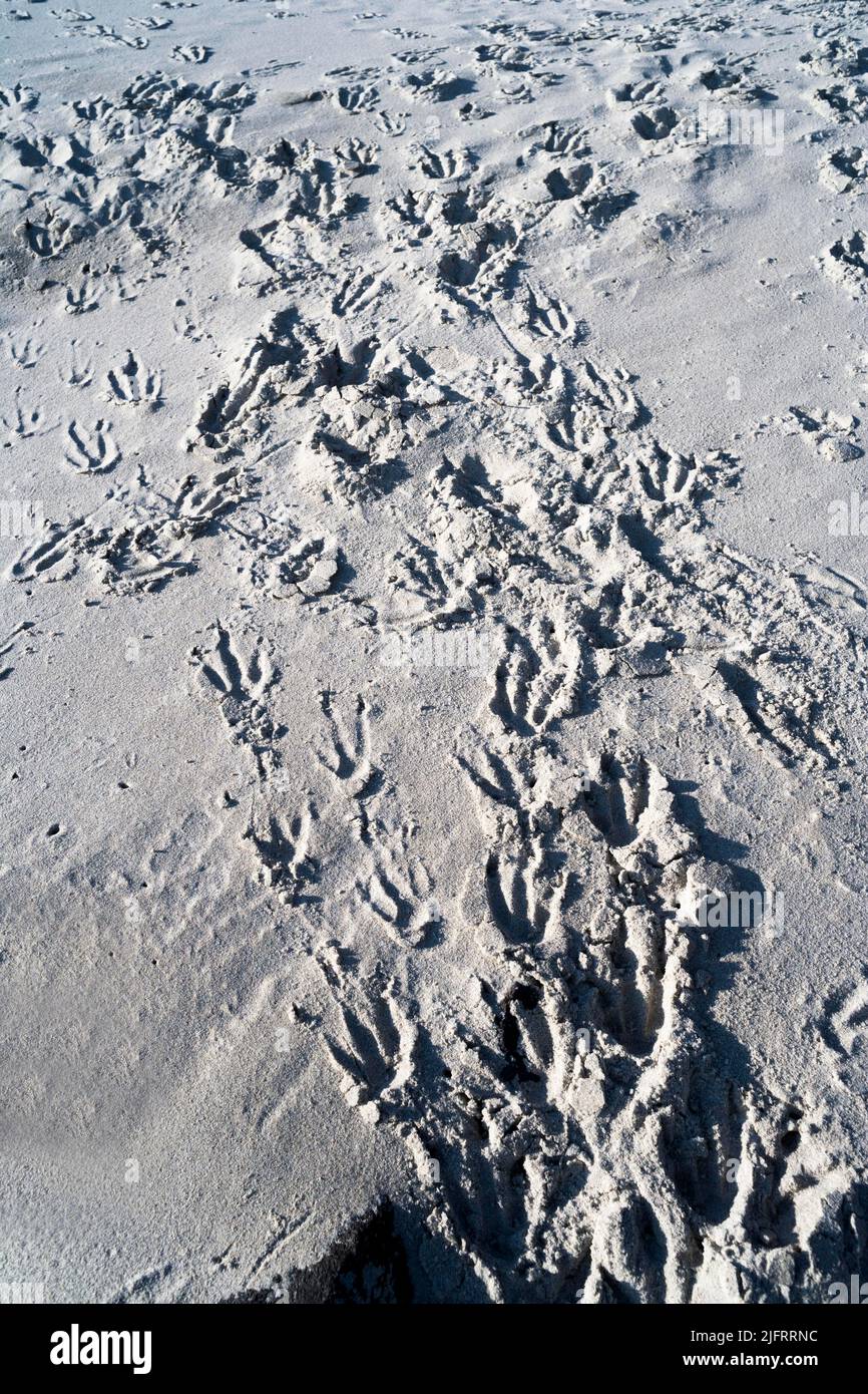 Yellow-eyed Penguin (Megadyptes antipodes) footprints in the sand
