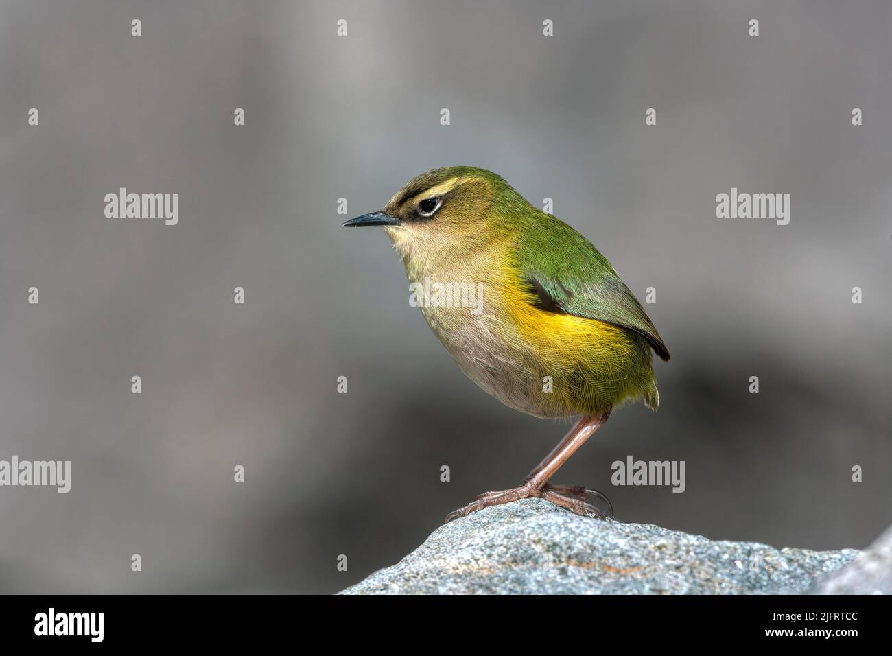 Rock wren (Xenicus gilviventris) New Zealand endemic. Vulnerable