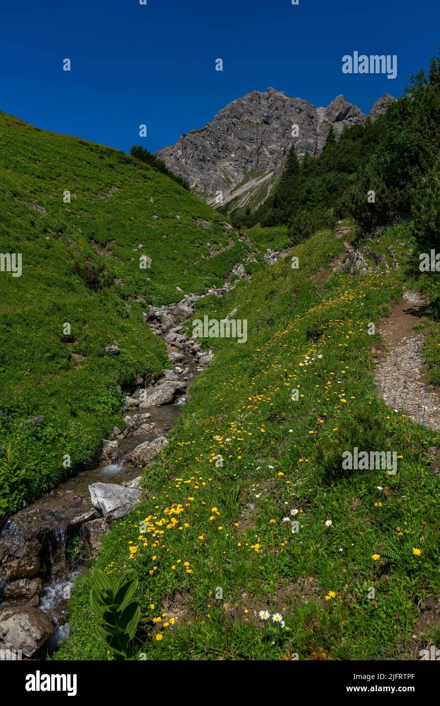 Bergbach fliesst durch blumenübersäte Alpwiesen. bunte Blumen auf alpiner Weide. Bachbett mit Geröll, Steinen zwischen Gras und Pflanzen Stock Photo