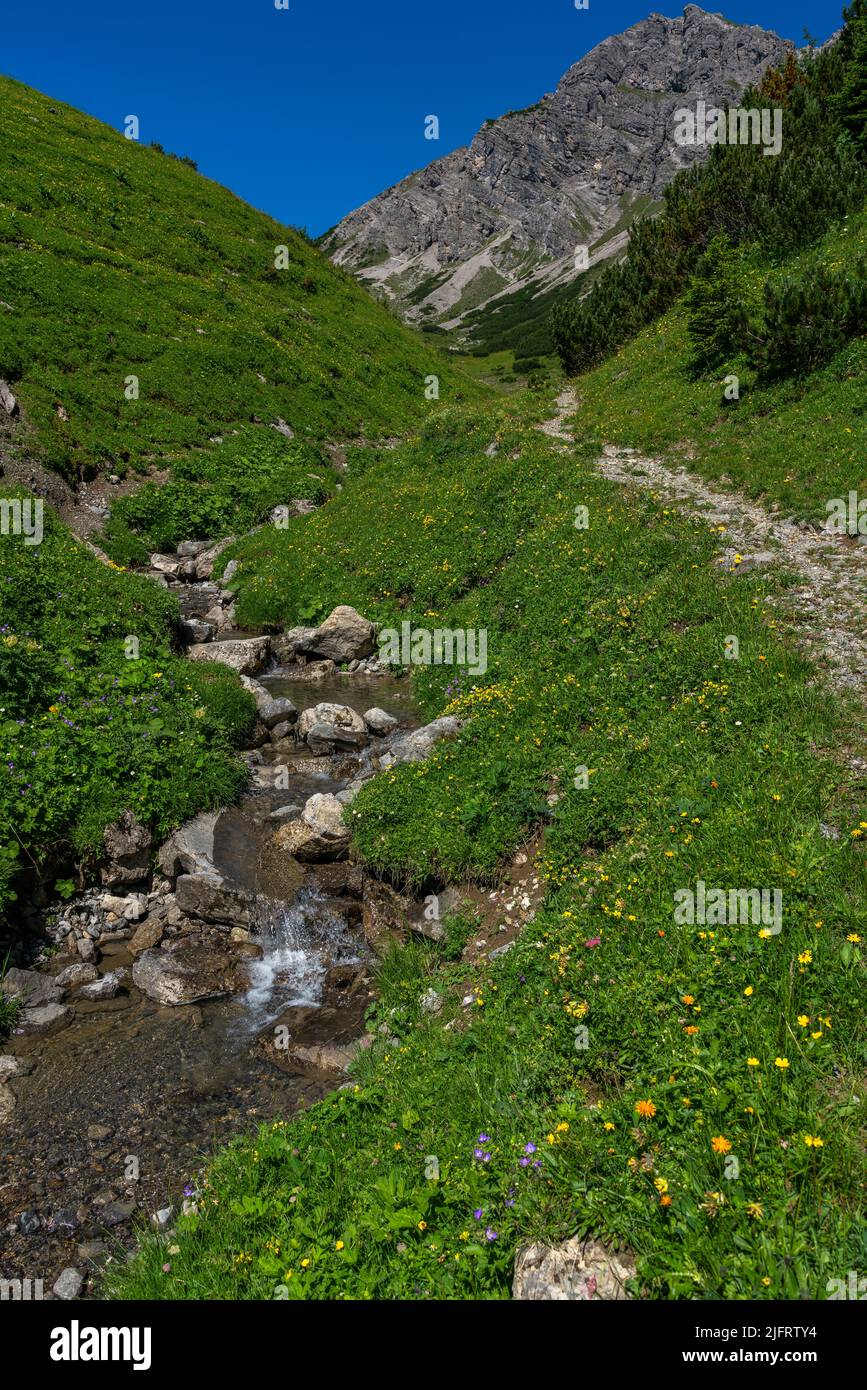 Bergbach fliesst durch blumenübersäte Alpwiesen. bunte Blumen auf alpiner Weide. Bachbett mit Geröll, Steinen zwischen Gras und Pflanzen Stock Photo