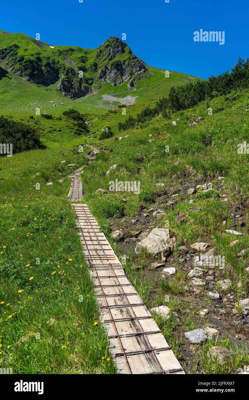 footpath in the mountains from Brand. Boards covered with iron lattice as a hiking trail to Amatschonjoch, Vorarlberg, Austria. alpine flowered meadow Stock Photo