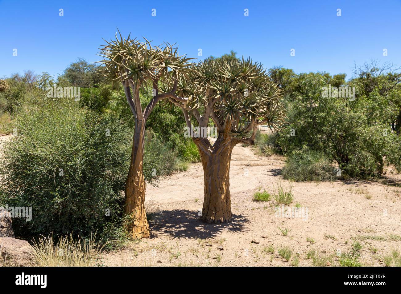 Two Quiver trees next to each other growing in desert sand in the Northern Cape, South Africa. Around them is shrubs growing. Stock Photo