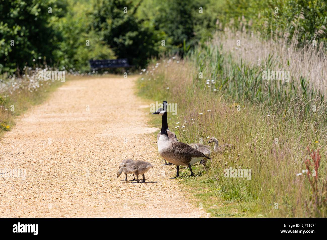 Two adult Canada Geese with goslings on land, Branta canadensis Stock Photo